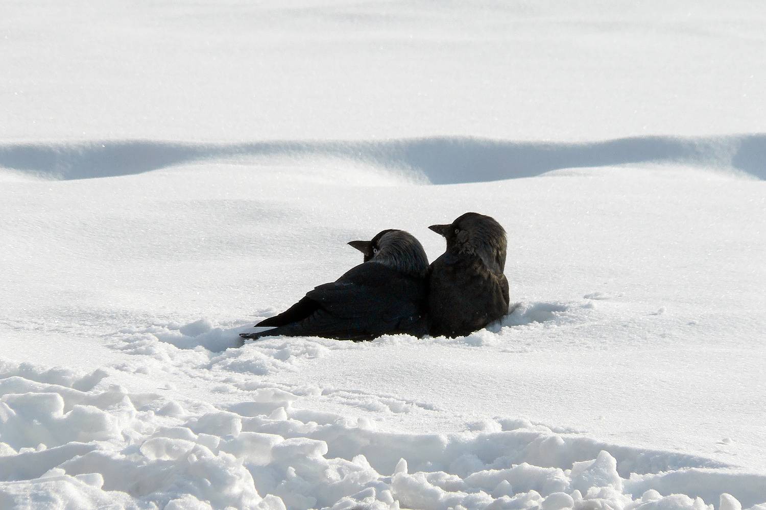 галка, coloeus monedula, corvus monedula, КарОл