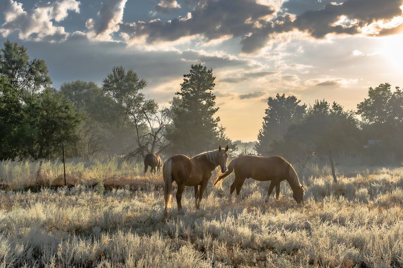На рассвете фото превью