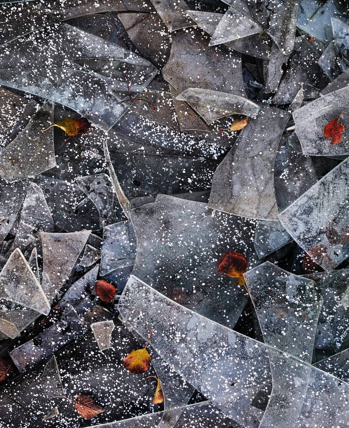 , Лофицкая Лариса