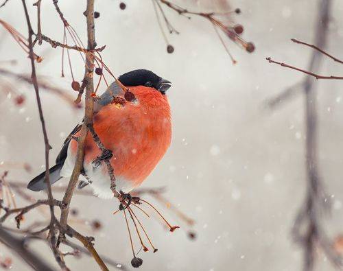 Снегири. (2 ФОТО)