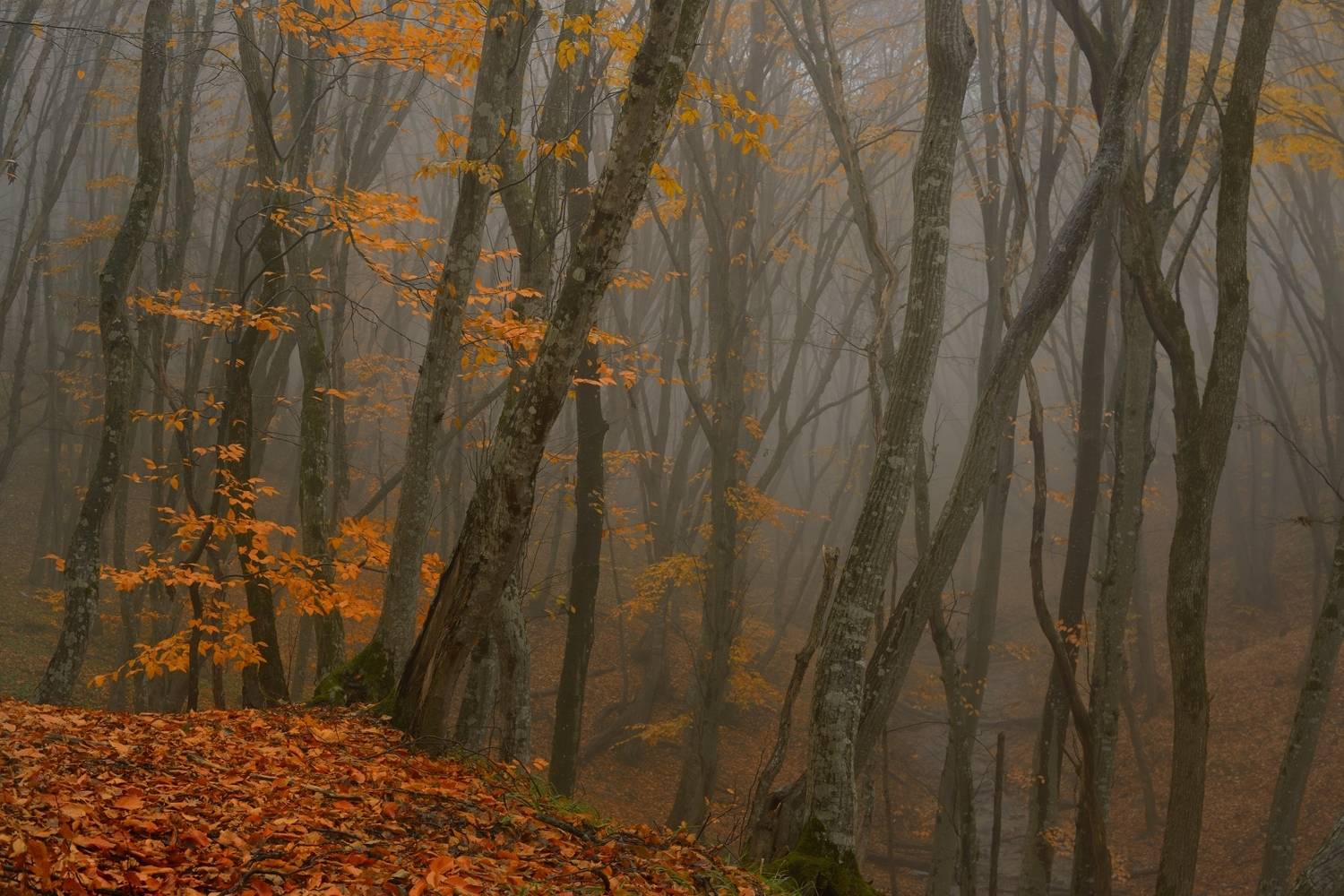 осень листва утро лес туман, Александр Жарников