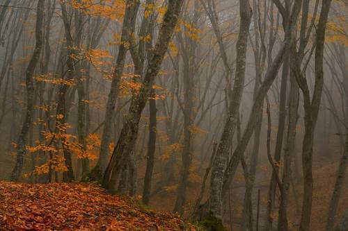 Осеннее утро