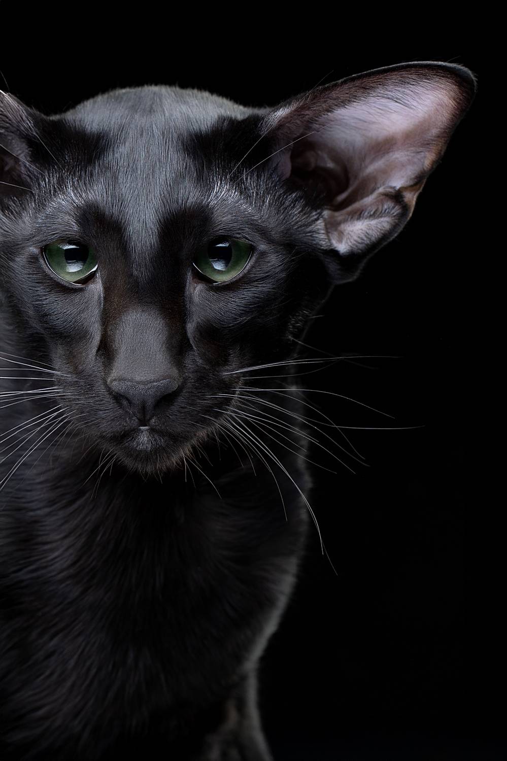 , Светлана Писарева