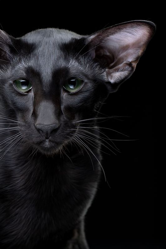 Черный орик. фото превью