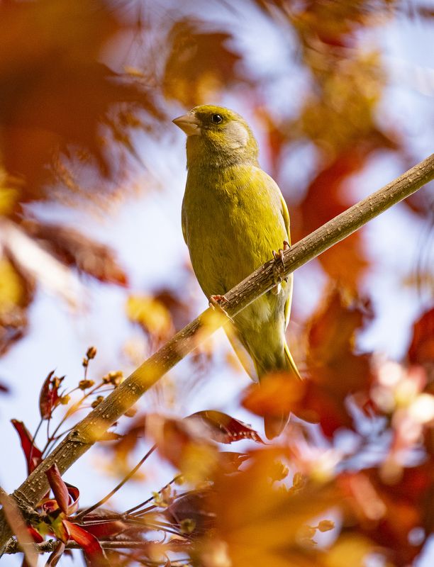 овсянка птица осень Овсянка в листве японского клена фото превью