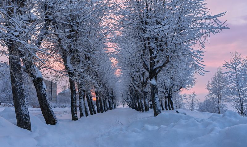 зима, январь, город, архангельск, набережная, аллея, вечер, снег, сугробы, иней, мороз, деревья, ветки Колючий закат фото превью