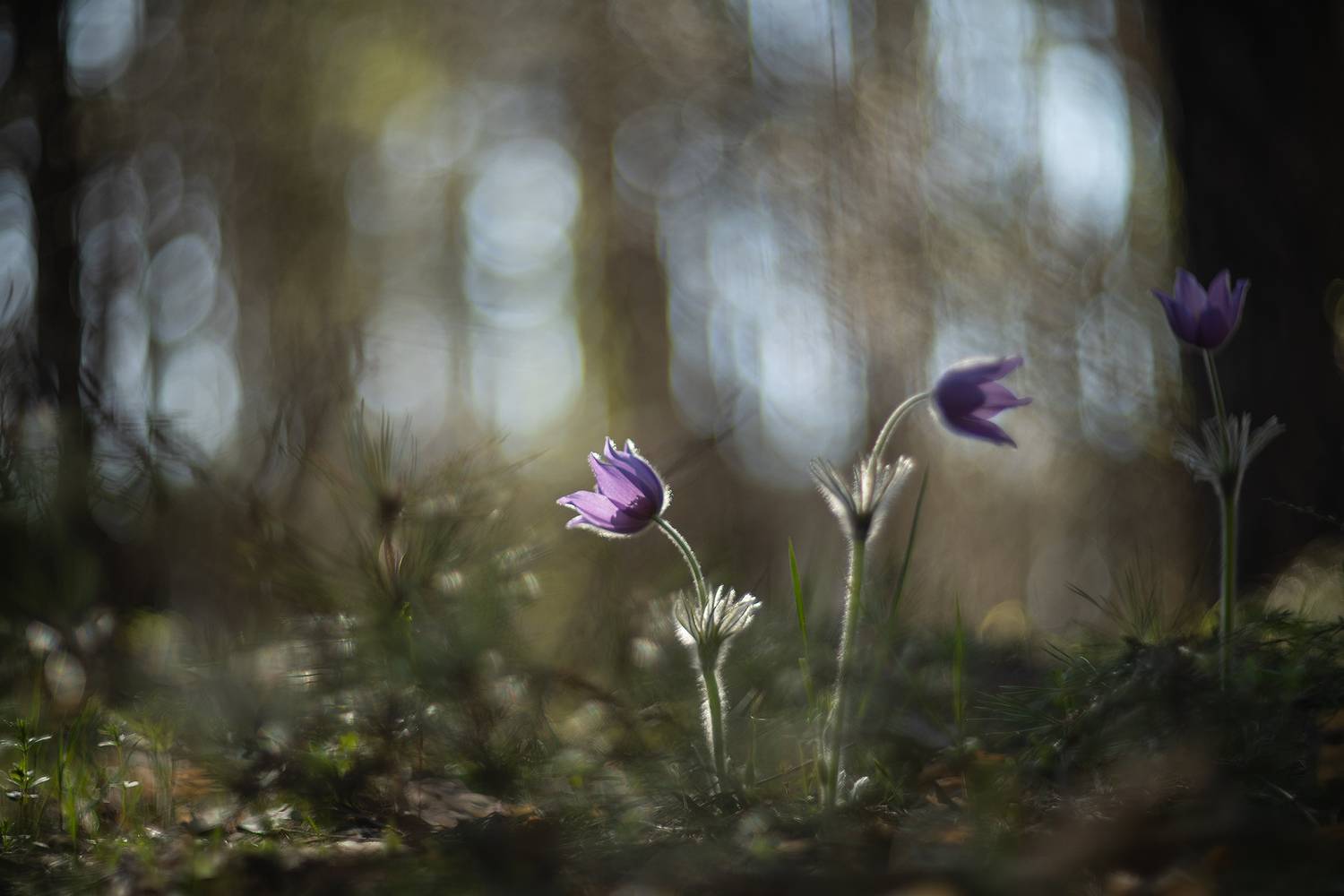 сон трава, утро, россия, весна, апрель, воронеж, красота, nikon d 850, carl zeiss makro-planar t* 100mm f/2 zf.2, Мещеряков Геннадий