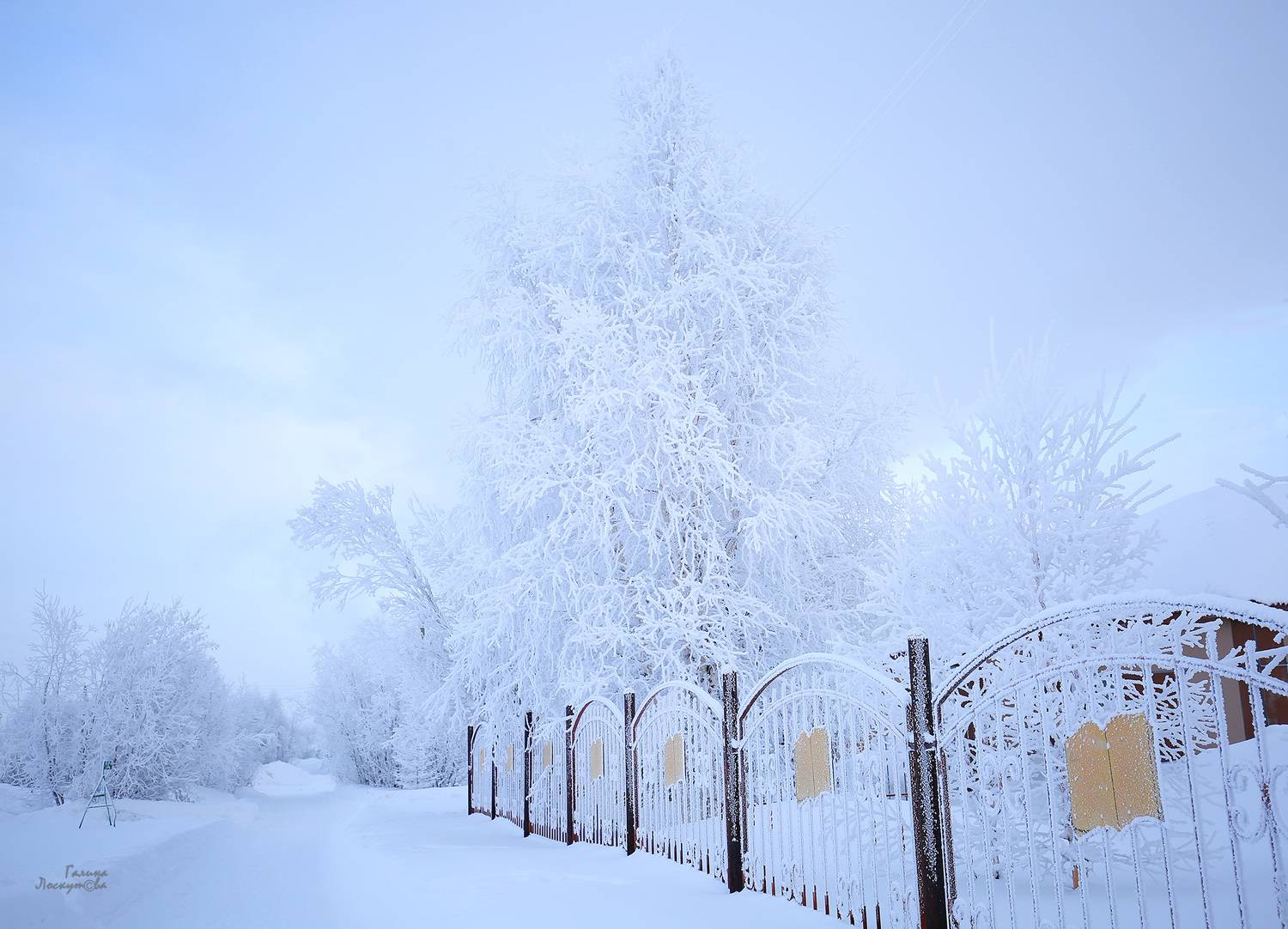 зима, деревья, снег, иней, ограда, мороз, холод, Галина Лоскутова