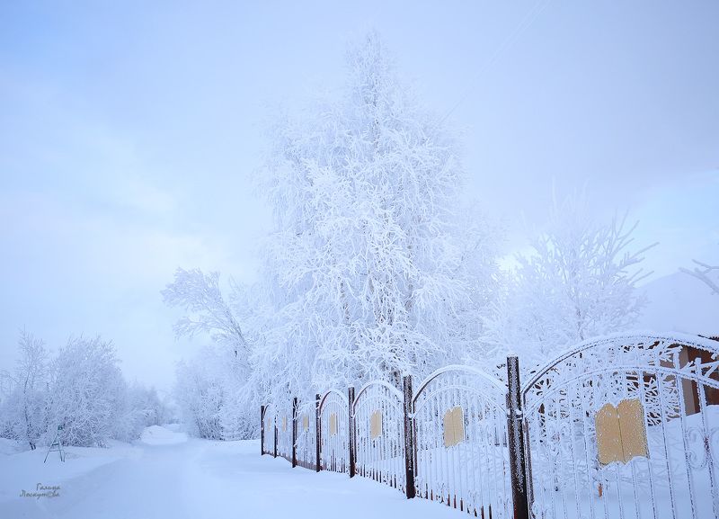 зима, деревья, снег, иней, ограда, мороз, холод Зимний сюр фото превью