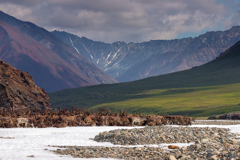 олени, якутия, природа, горы, пейзаж, тундра На стойбище фото превью