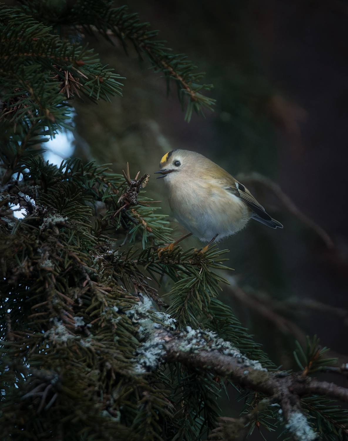 птички, фотоохота, королёк, Марголин Алексей