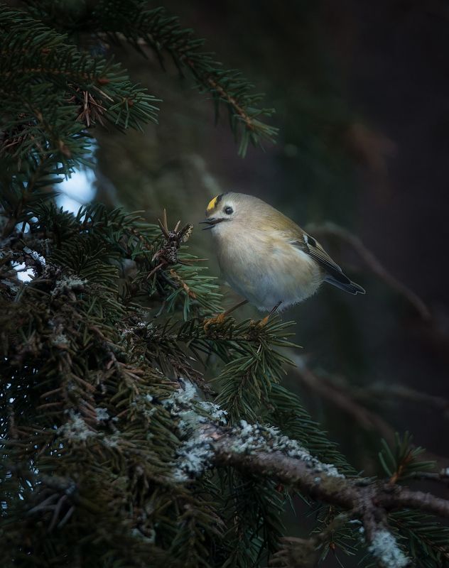 Желтоголовый королёк фото превью
