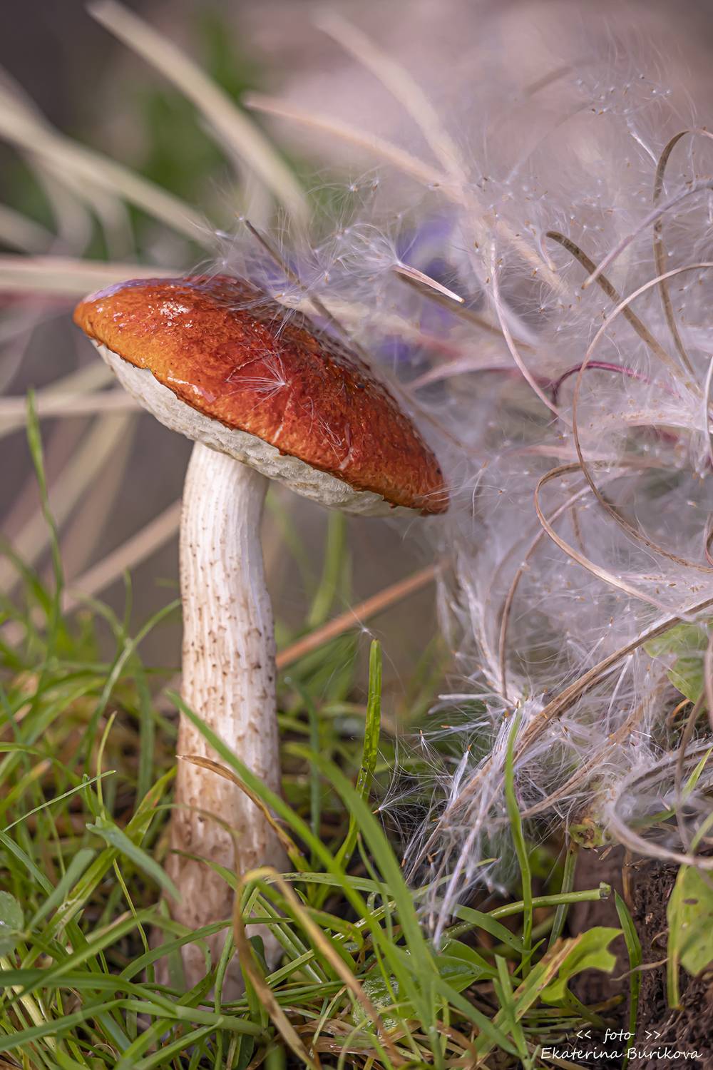 , Бурикова Екатерина