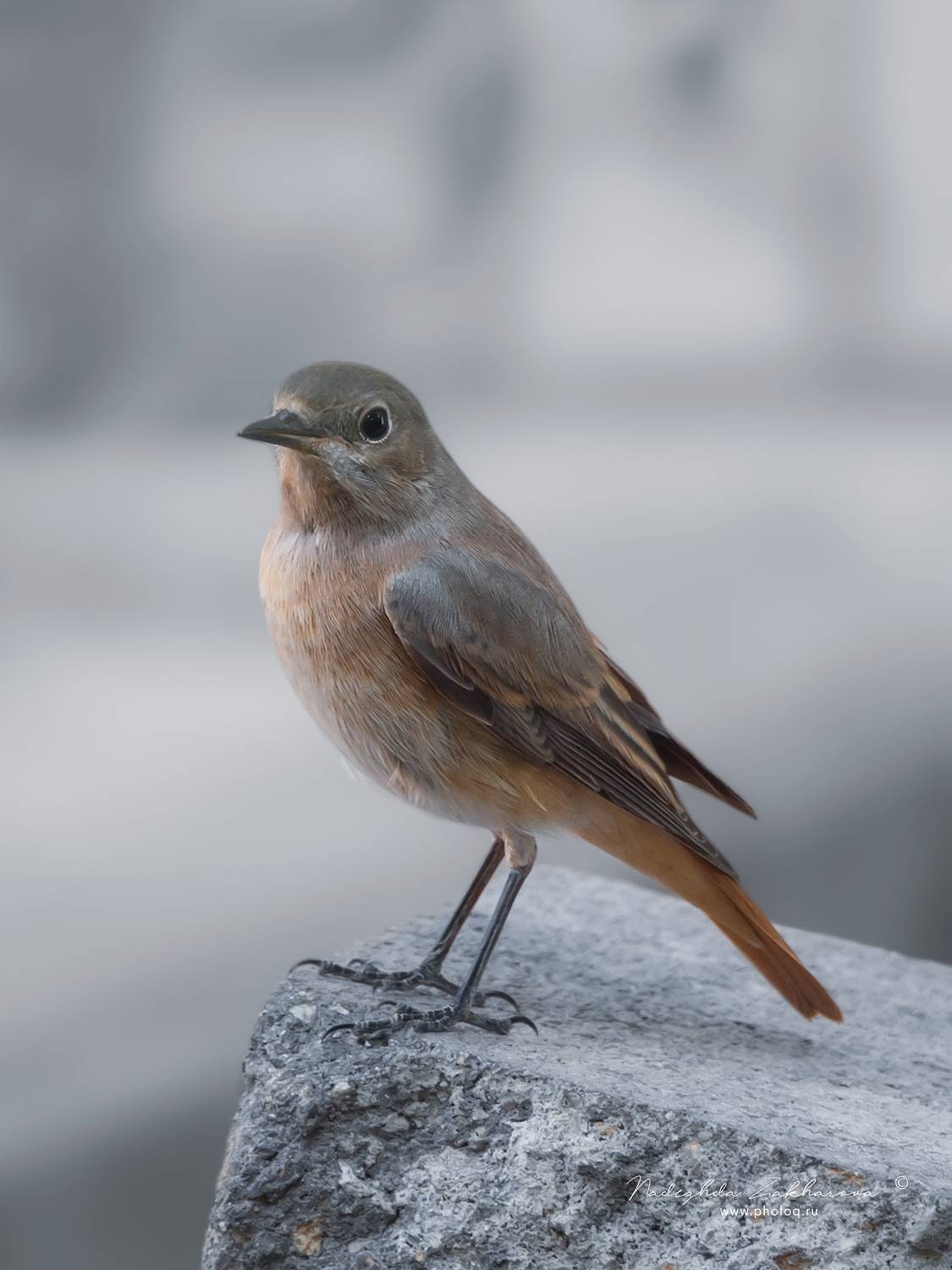 , Захарова Надежда