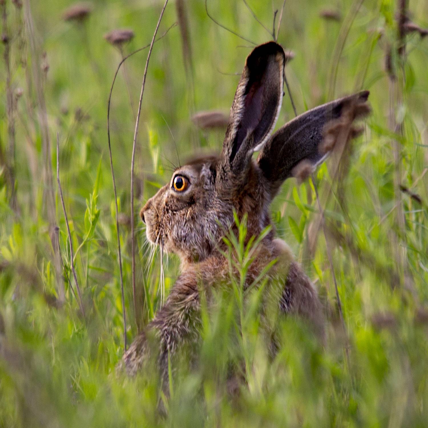 природа, Валерий Черняк