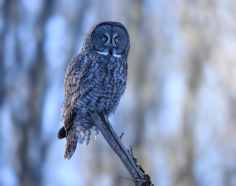 Great grey owl фото превью