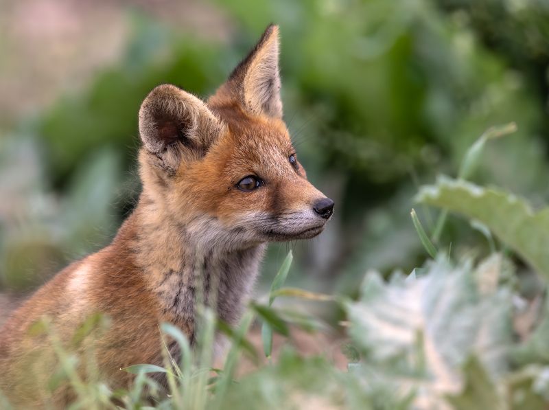 Портрет молодой лисицы. фото превью