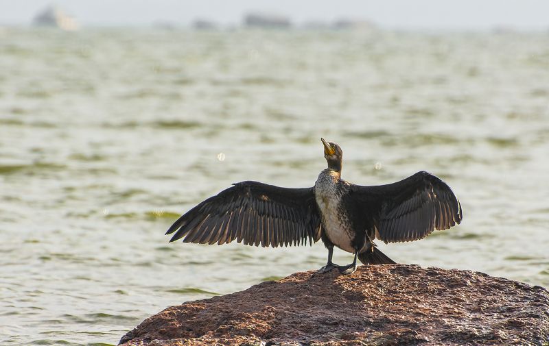 Выборгский Баклан :) фото превью