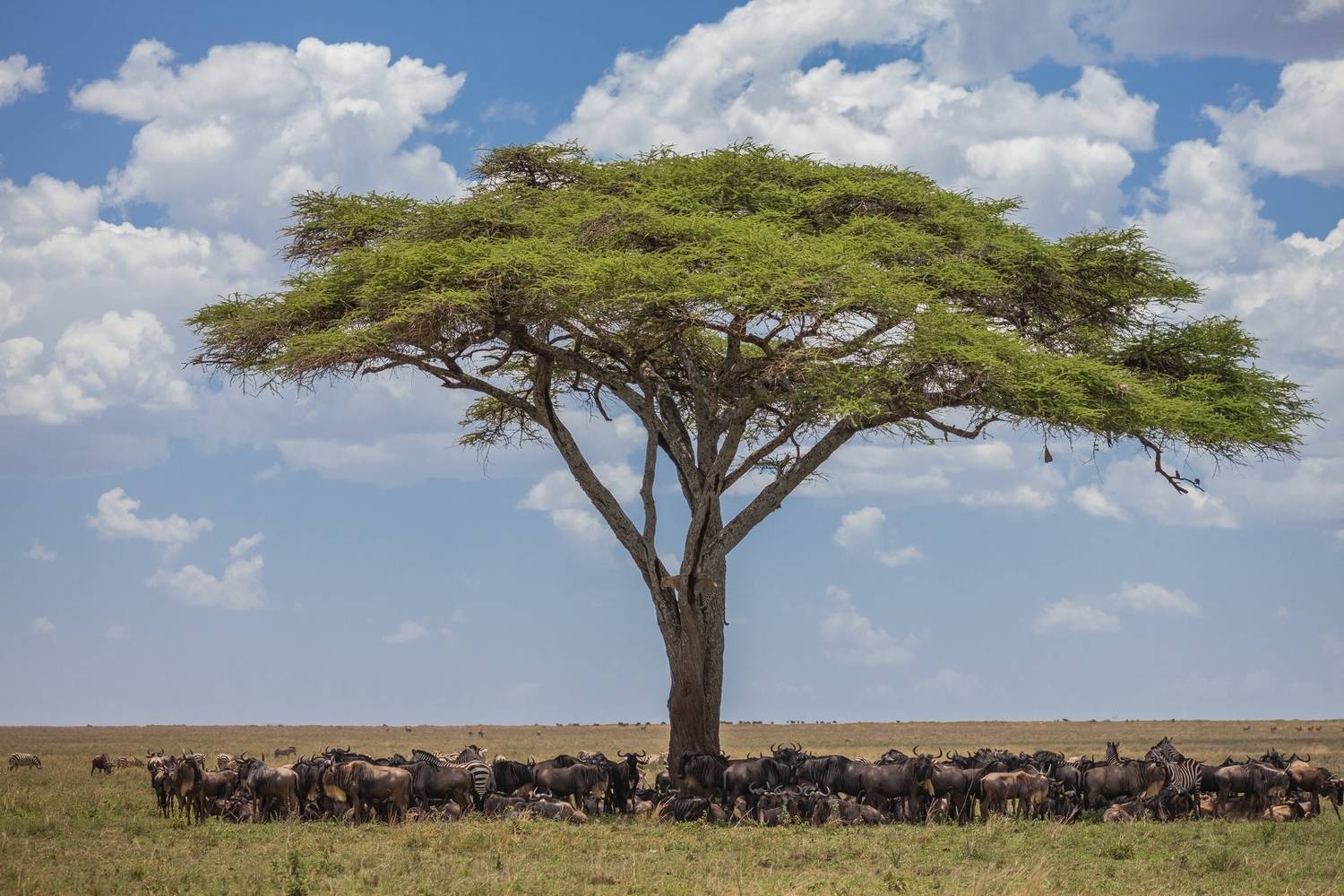 Африка, леопард, охота, саванна., Цыба Роман