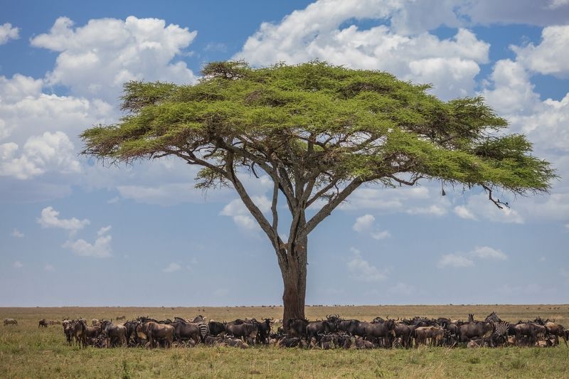 Африка, леопард, охота, саванна. Шведский стол фото превью