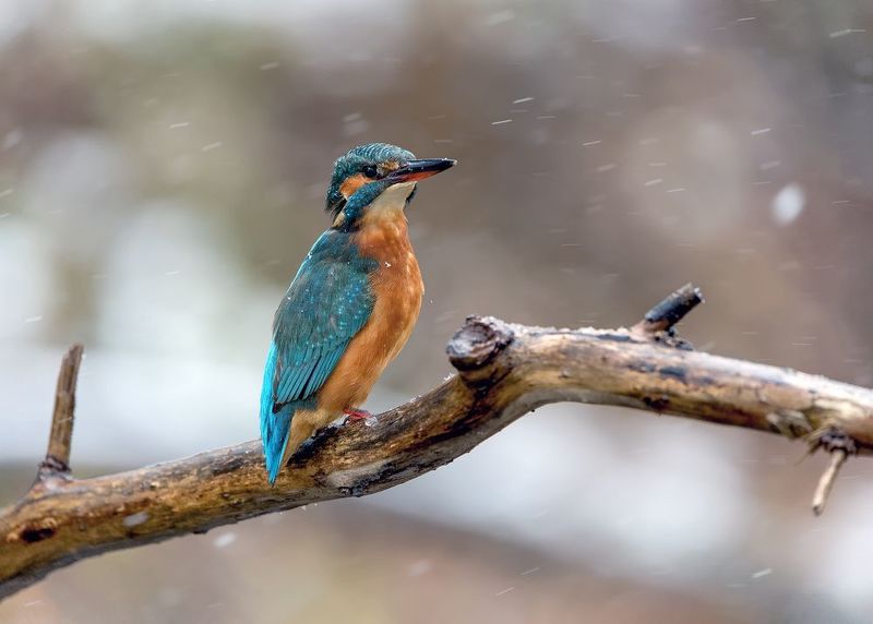 Под снежком фото превью