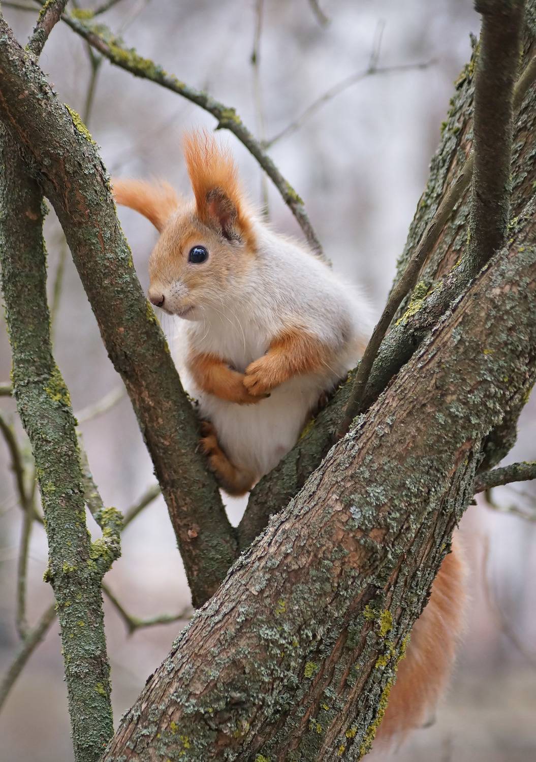 , Чепленко Алексей