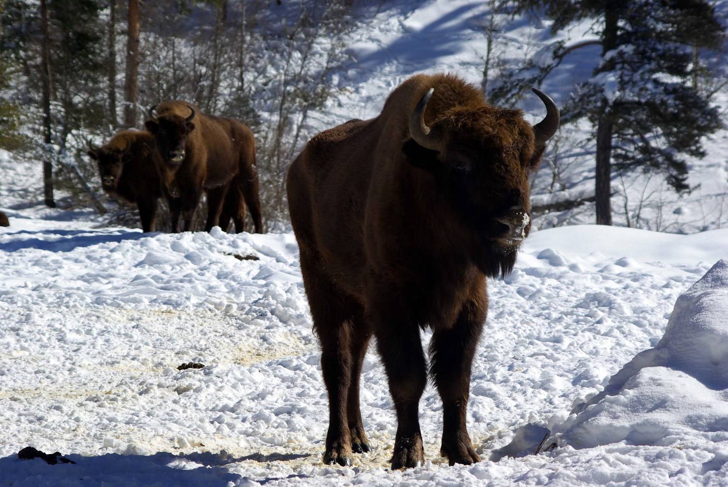 архыз, Андрей Любимов