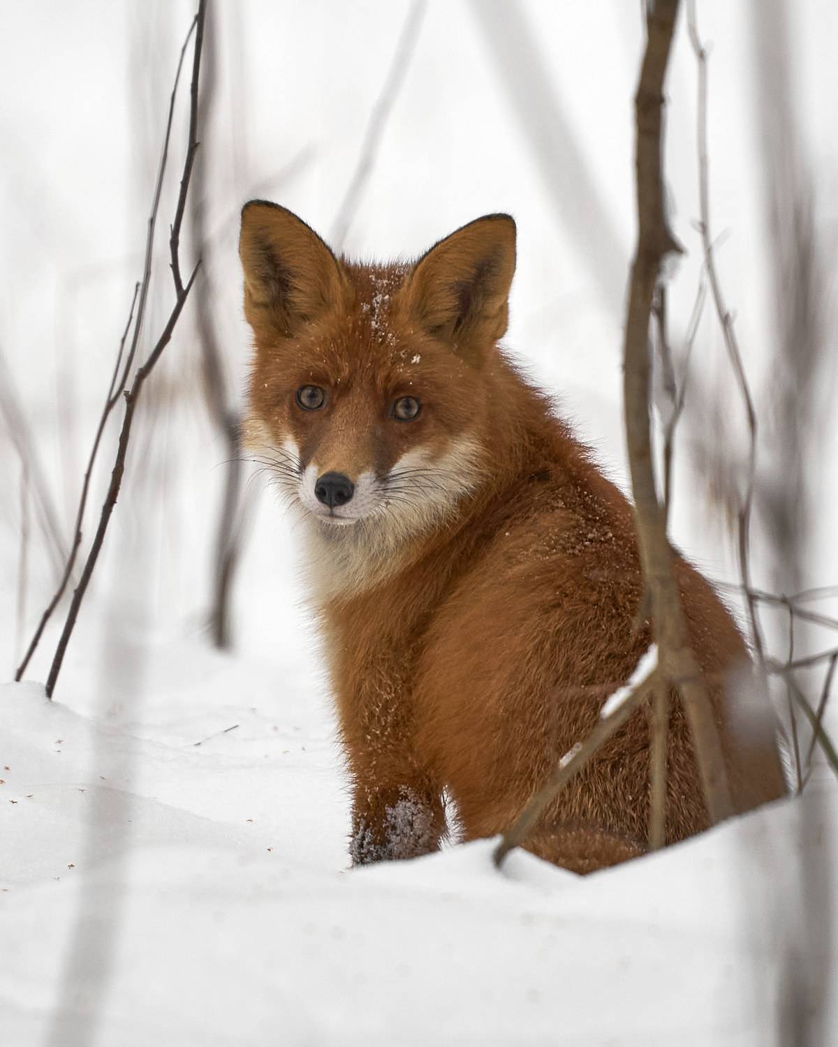 , Руфат Лажанский