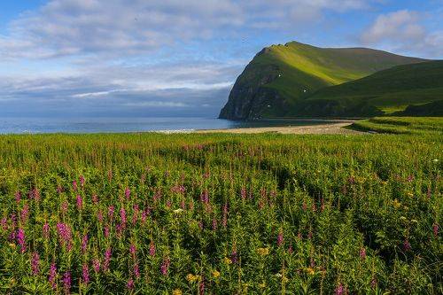 Командоры, август