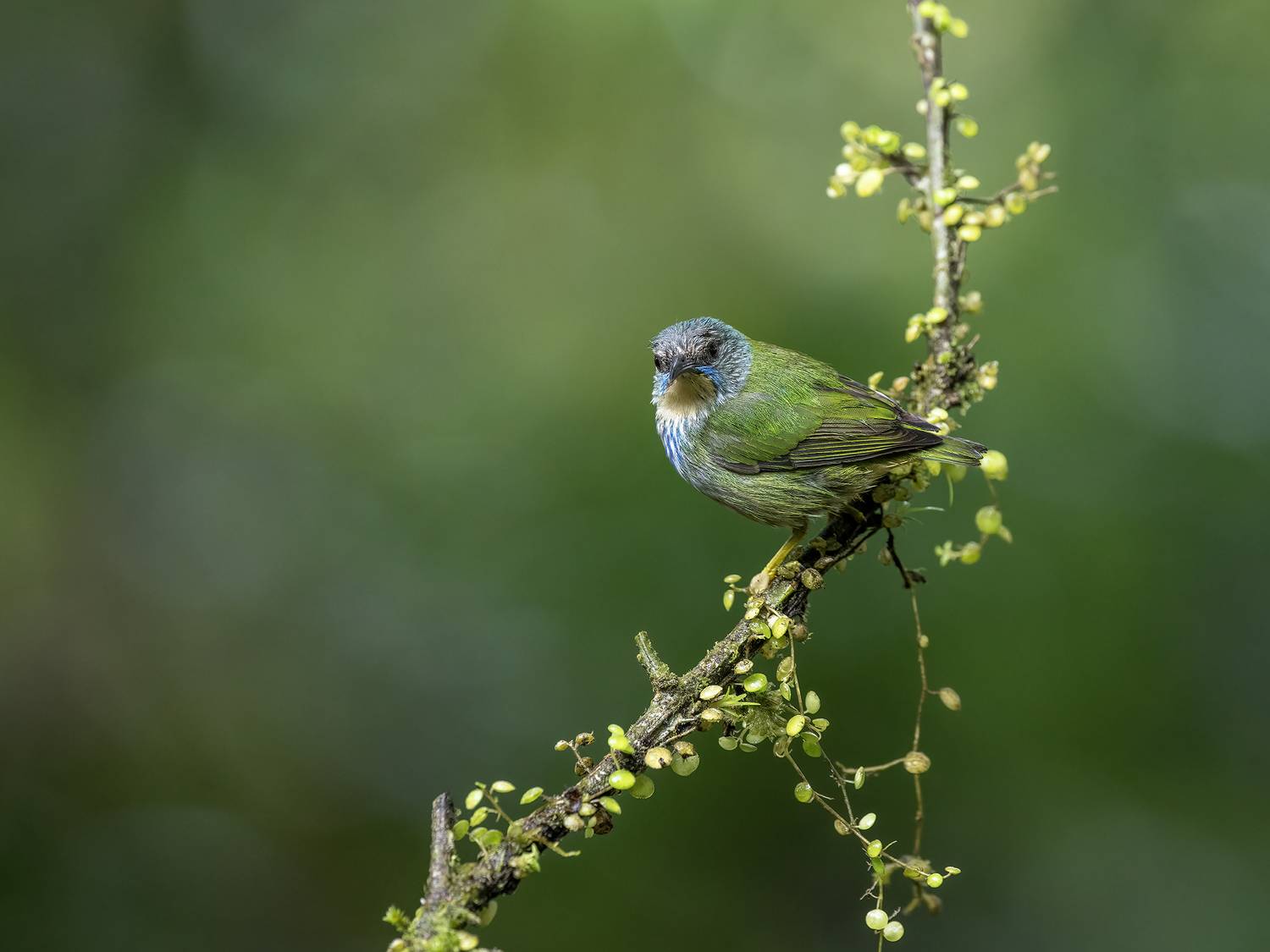 , Fernando Burgalin Sequeira