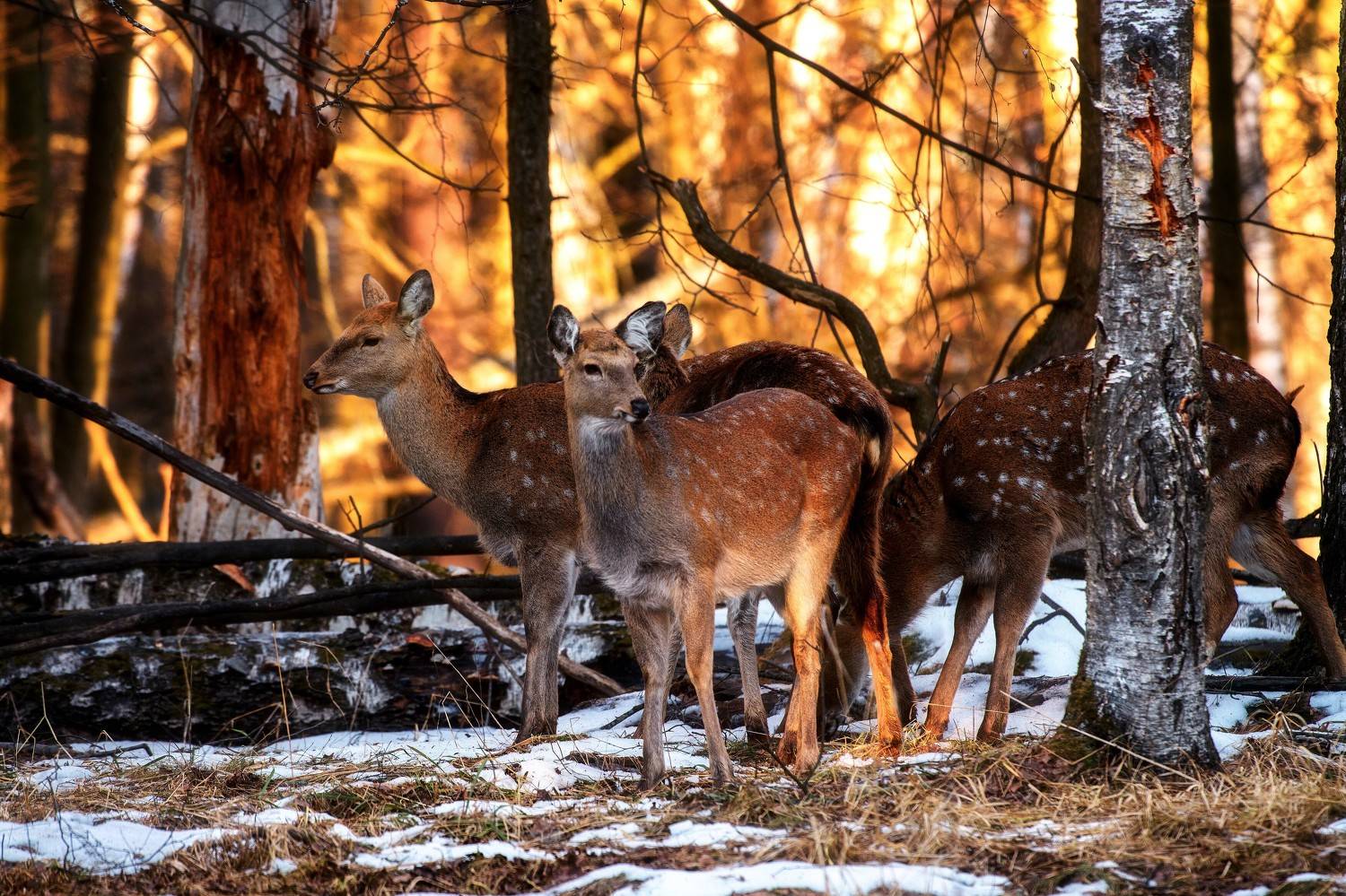 , Павел Ныриков