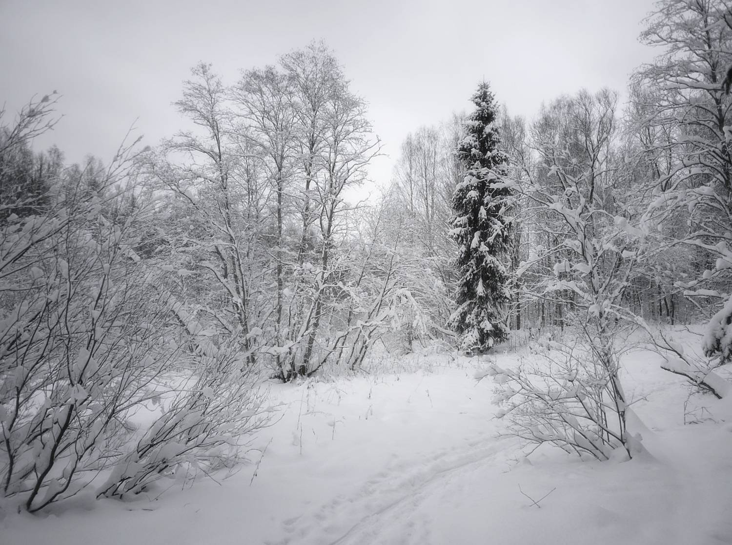 пейзаж, природа, зима, лес, снег, небо, ель, DX