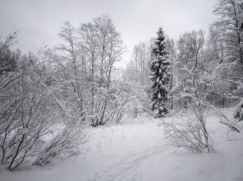 Природа Севера II