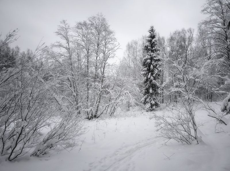 пейзаж, природа, зима, лес, снег, небо, ель Природа Севера II фото превью