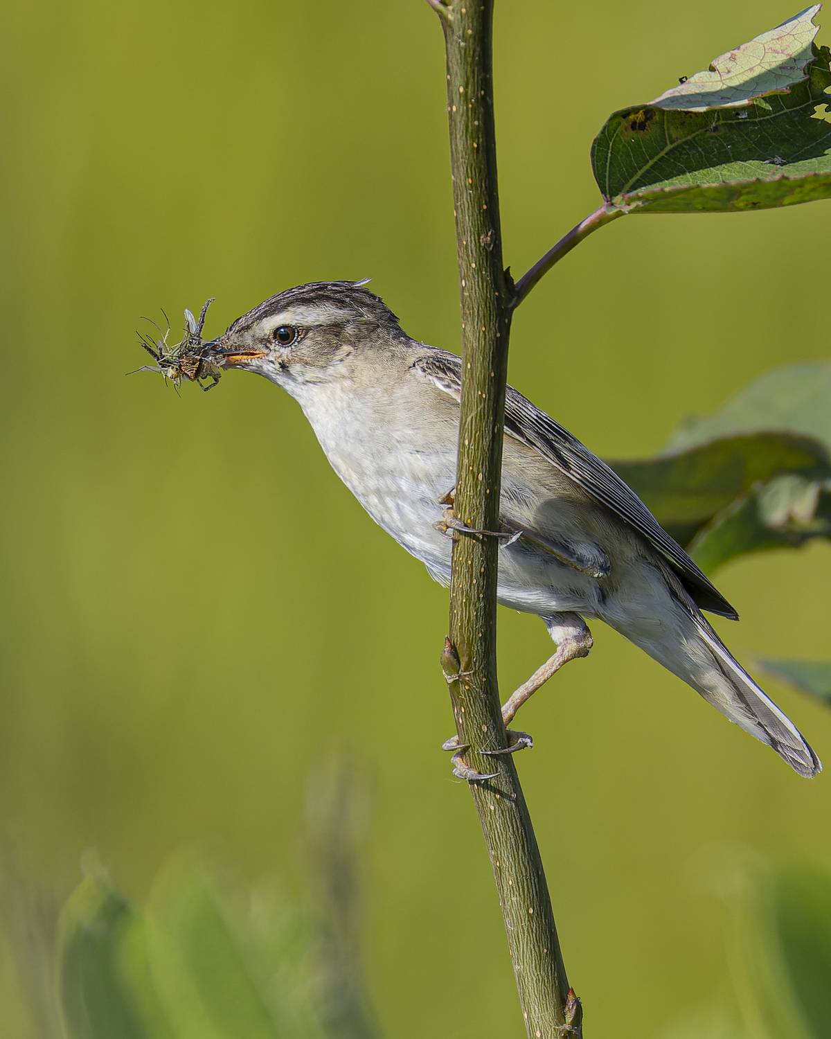 камышовка-барсучок, птицы, камышовка, лето, кизиловка, камышевый трескунчик, Руслан Pl