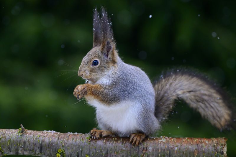 Белка фото превью