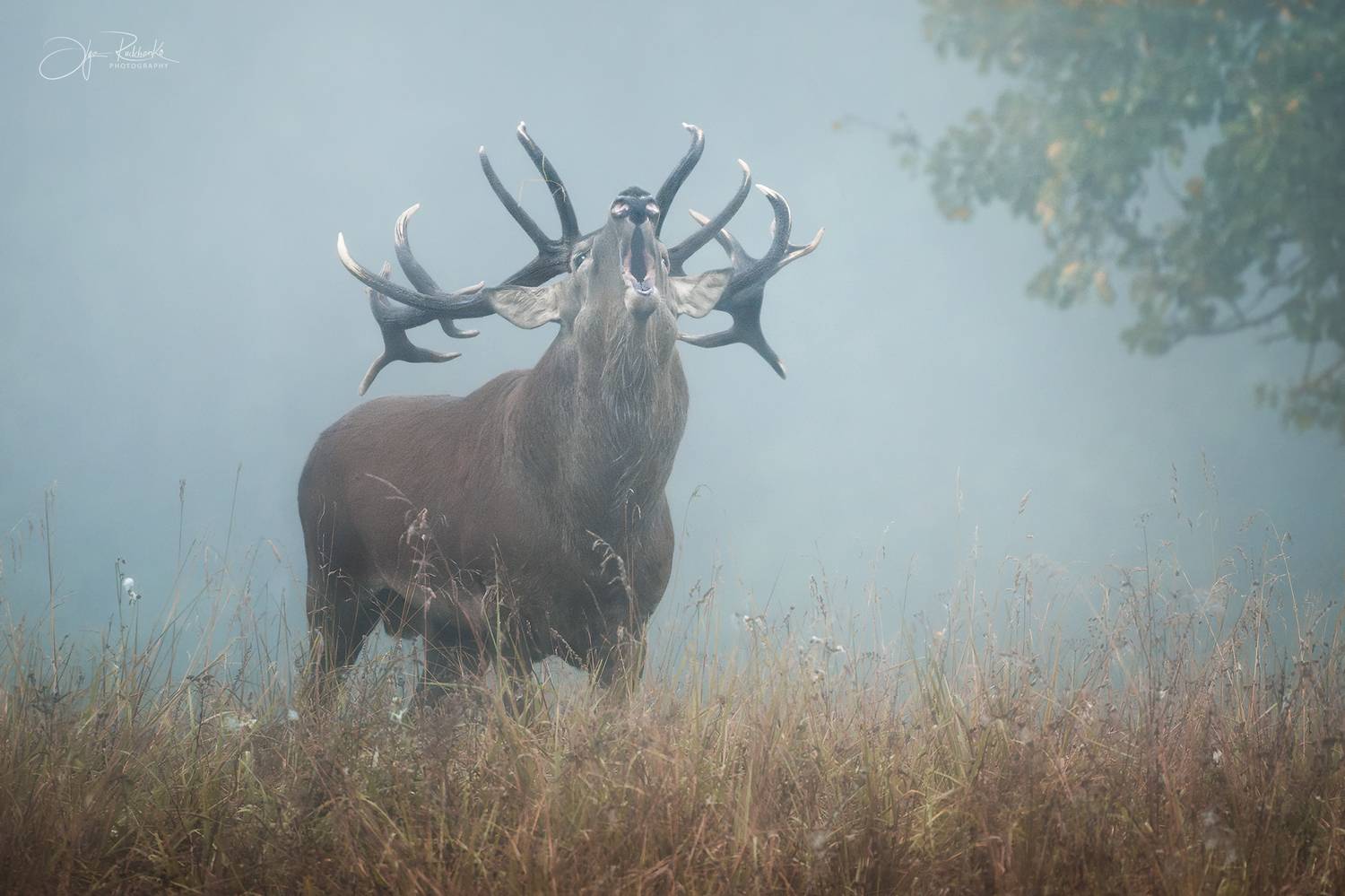 олень, беларусь, гон, deer, rut, осенний гон, красный бор, олени, осень, рассвет, red deer, туман, беларусь, красный бор, Рудченко Ольга
