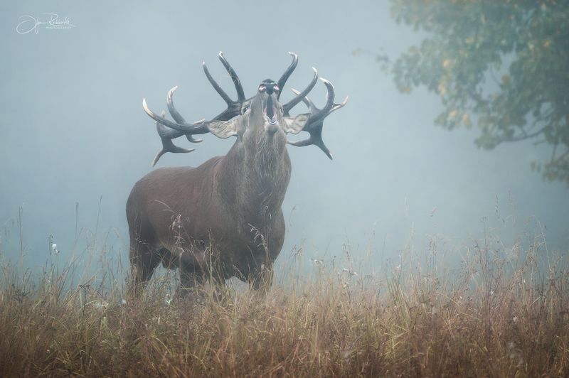 олень, беларусь, гон, deer, rut, осенний гон, красный бор, олени, осень, рассвет, red deer, туман, беларусь, красный бор \