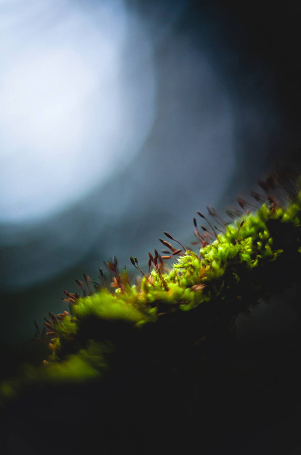 , Вайсберг Александр