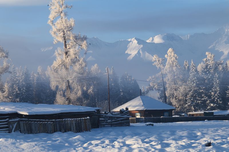 алтай, горный алтай, пейзажи алтая, кош-агачский район, горная река, зима, горы, зимний алтай, горное село, поселок, коровы, быт, мороз Уютная зима фото превью