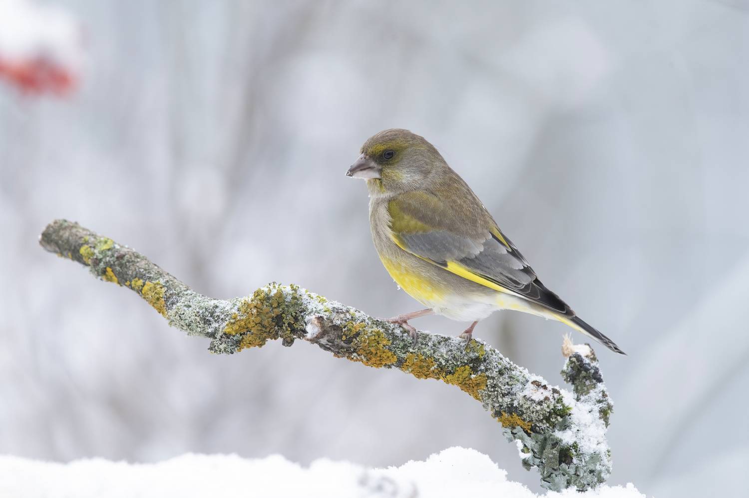 птицы,природа, зима, Андрей Киселёв
