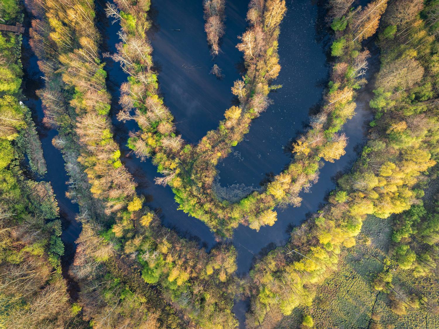 , Гордон Николай