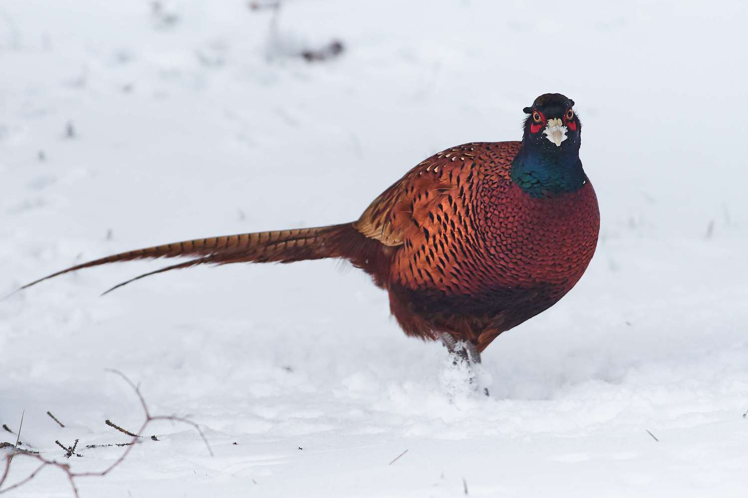 bird, birds, volgograd, russia, wildlife, , Павел Сторчилов