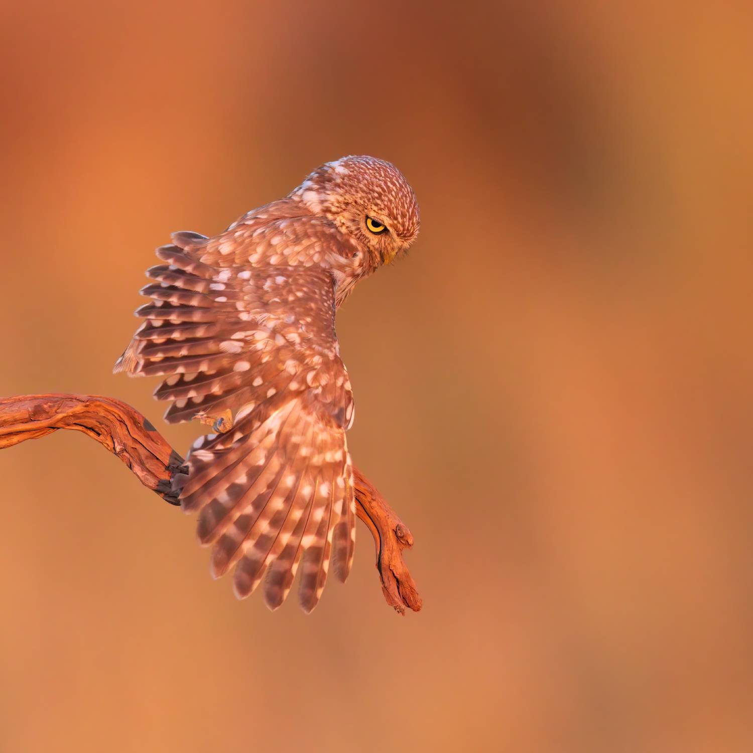 , Фруман Евгений