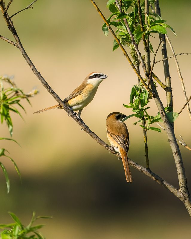 жулан, влюбленные, птицы Влюбленная парочка Сибирских жуланов. фото превью