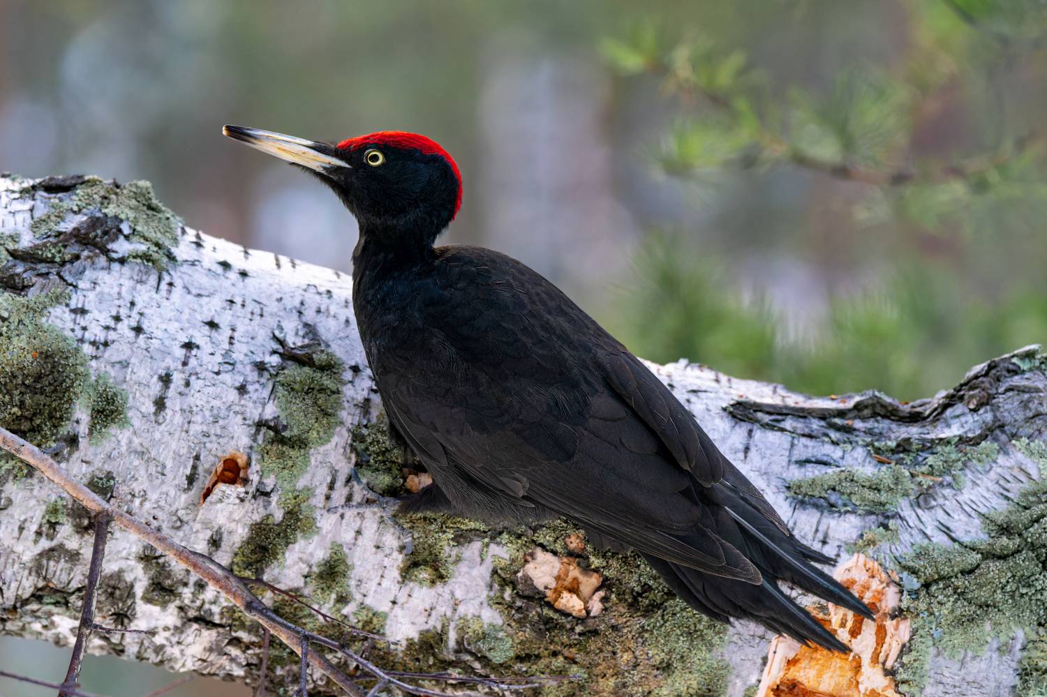желна, дятел, птицы, Екатерина Дубровская