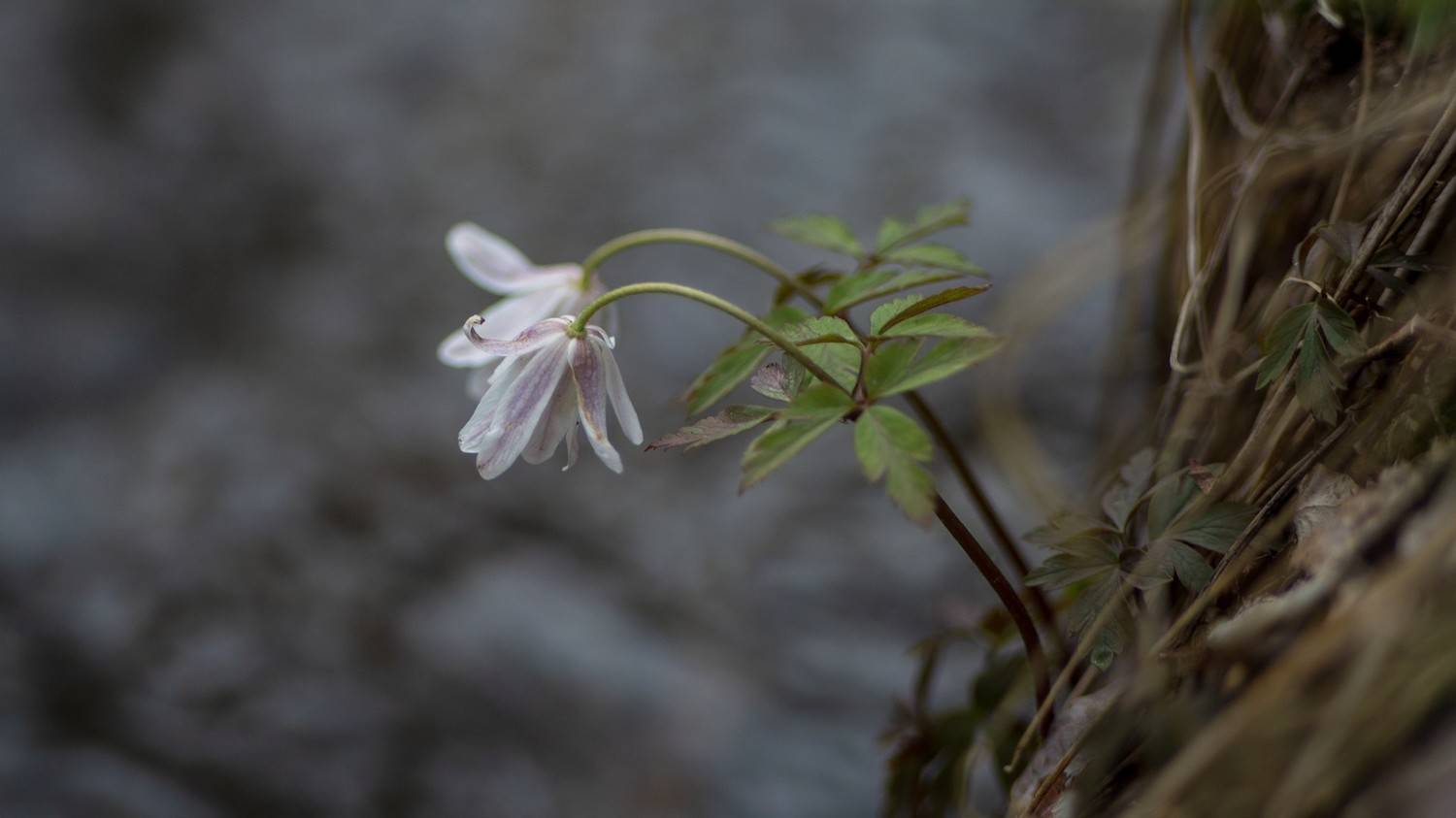 ветреница, Беляев Юрий