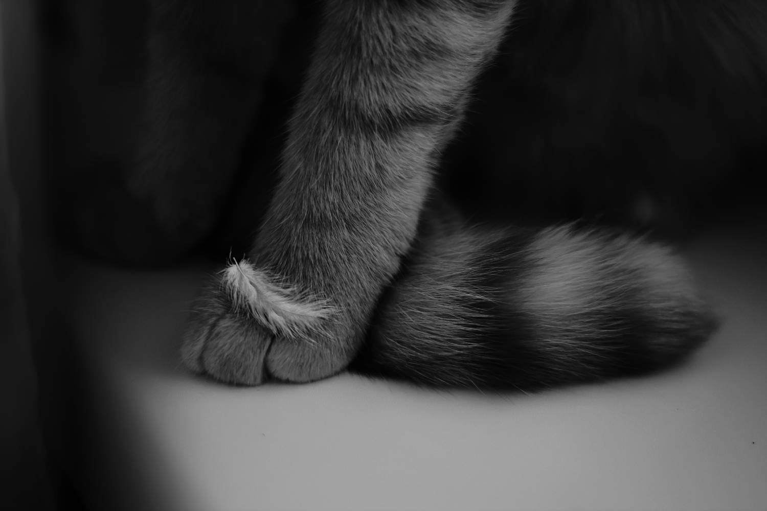 животные, макро, Smirnova Olga