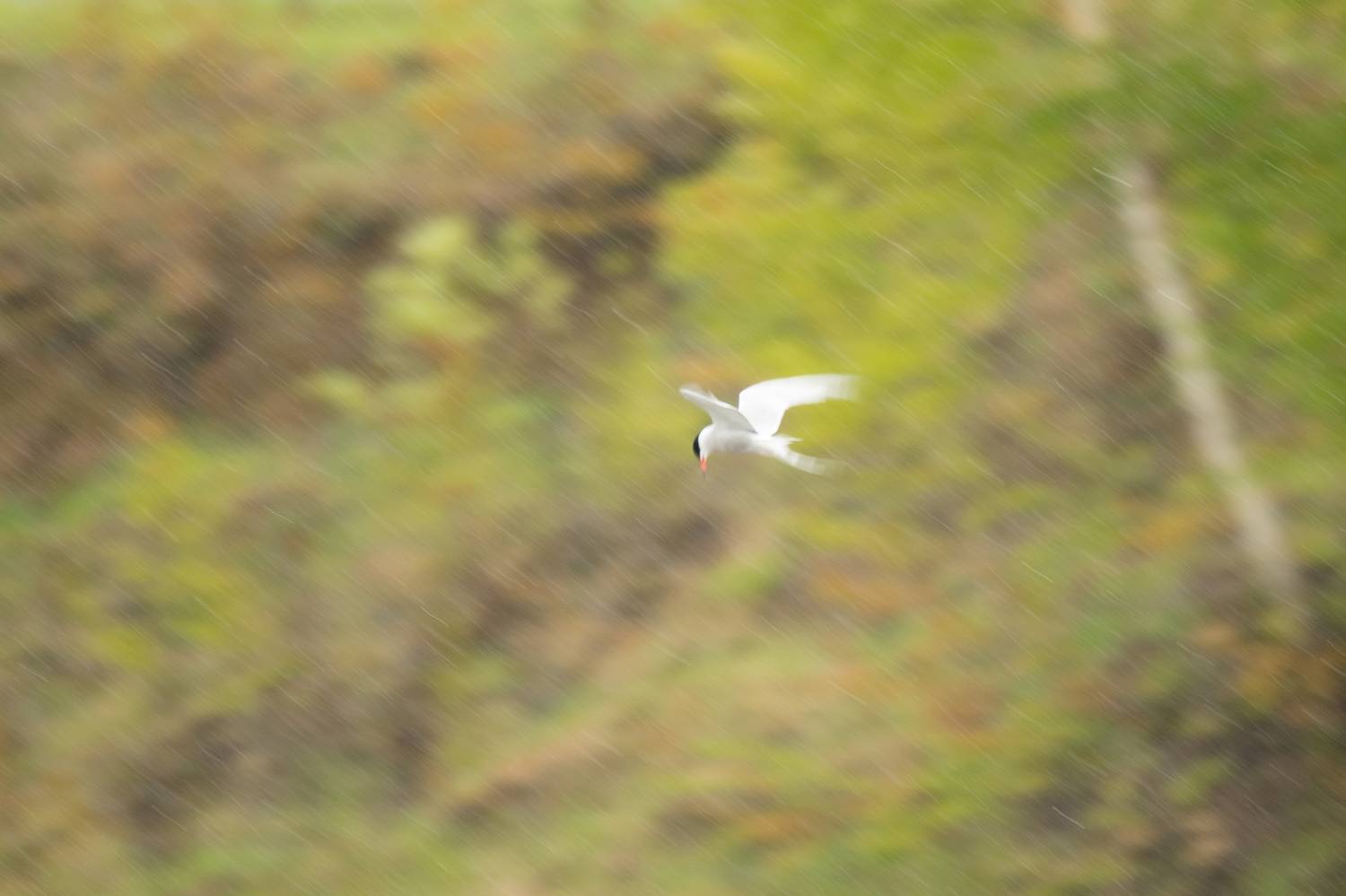 , Соварцева Ксения