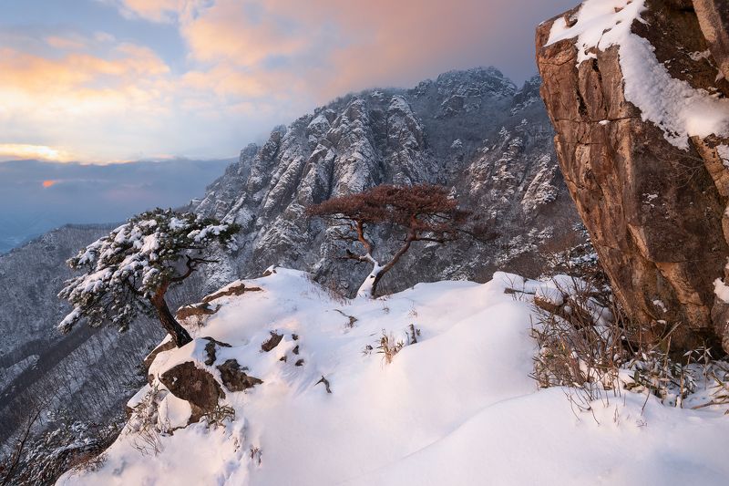 Last winter of the couple pine фото превью